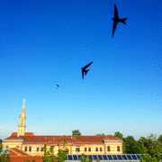 IMG_0466_t.gif