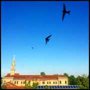 IMG_0476_t.gif