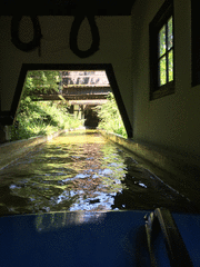 IMG_0558_t.gif
