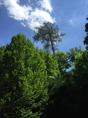 IMG_0585_t.gif