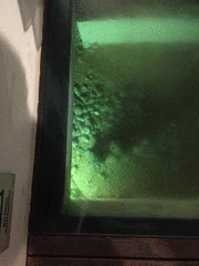 IMG_0587_t.gif