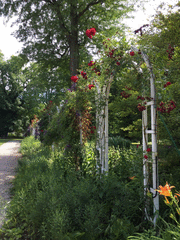 IMG_0627_t.gif