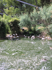 IMG_0634_t.gif