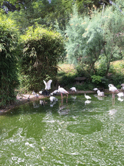IMG_0636_t.gif