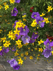 IMG_0651_t.gif